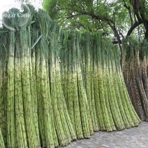 Red Green Sugarcane Mixed Seeds, 100 seeds, sweet juicy fruits E3757 FROM GARDEN - £3.58 GBP