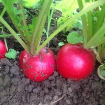 Champion Radish Seeds Organic US Fast Shipping - $36.60 MXN