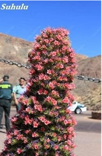 Echium Vulgare Rainbow Blooming Seed Thistle Flower - $9.99