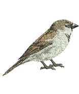 Sparrow  Machine Embroidery Design - $4.95