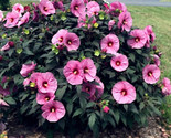 Swamp Mallow Rose Seeds Pink / Hardy Hibiscus  Flowers Garden 40 Seeds - £5.16 GBP