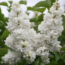 25+ Madame Lemoin Lilac Seeds Tree Fragrant Flowers Perennial Seed Flowe... - $9.99