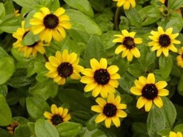 150 Yellow Creeping Zinnia Sanvitalia Procumbens Seeds Fresh Garden USA Shipping - $10.60