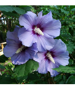 50 Heirloom Purple Rose of sharon shrubs{Hibiscus } seeds - £3.12 GBP