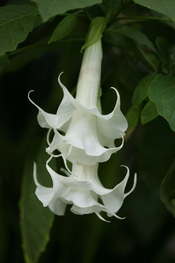 10 Triple White Angel Trumpet Seeds Flowers Seed Flower Brugmansia Datur... - $10.90