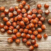 Corylus Americana 10+ seeds AMERICAN HAZELNUT TREE Avellana Nut semillas... - £6.74 GBP+