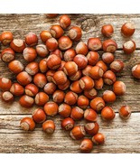 Corylus Americana 10+ seeds AMERICAN HAZELNUT TREE Avellana Nut semillas... - £6.63 GBP+
