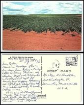 CANADA Postcard - Prince Edward Island, Albany, Potato Field H28 - $2.96