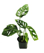 Swiss Cheese Plant Monstera Adansonii 4 inch Pot - $31.98