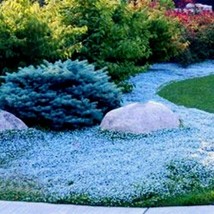 Creeping Thyme Seed 300 Light Blue Rock Cress Seeds Thymus Serpyllum Org... - $4.14