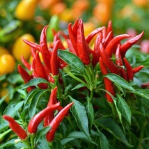 Hot Pepper Thai Red Chili, 25 Seeds R - £11.47 GBP