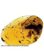 Burmese Amber Fossil with Wasp Insect &amp; Inclusions, UV Fluorescent, Cret... - £77.60 GBP