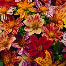 20 Fireworks Dahlia Mix Hardy Annual Flower Seed - £14.07 GBP