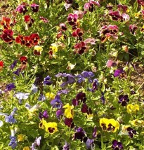 FA Store 200 Seeds Pansy Swiss Giants Mix Pollinators Containers Borders Edible - £7.88 GBP
