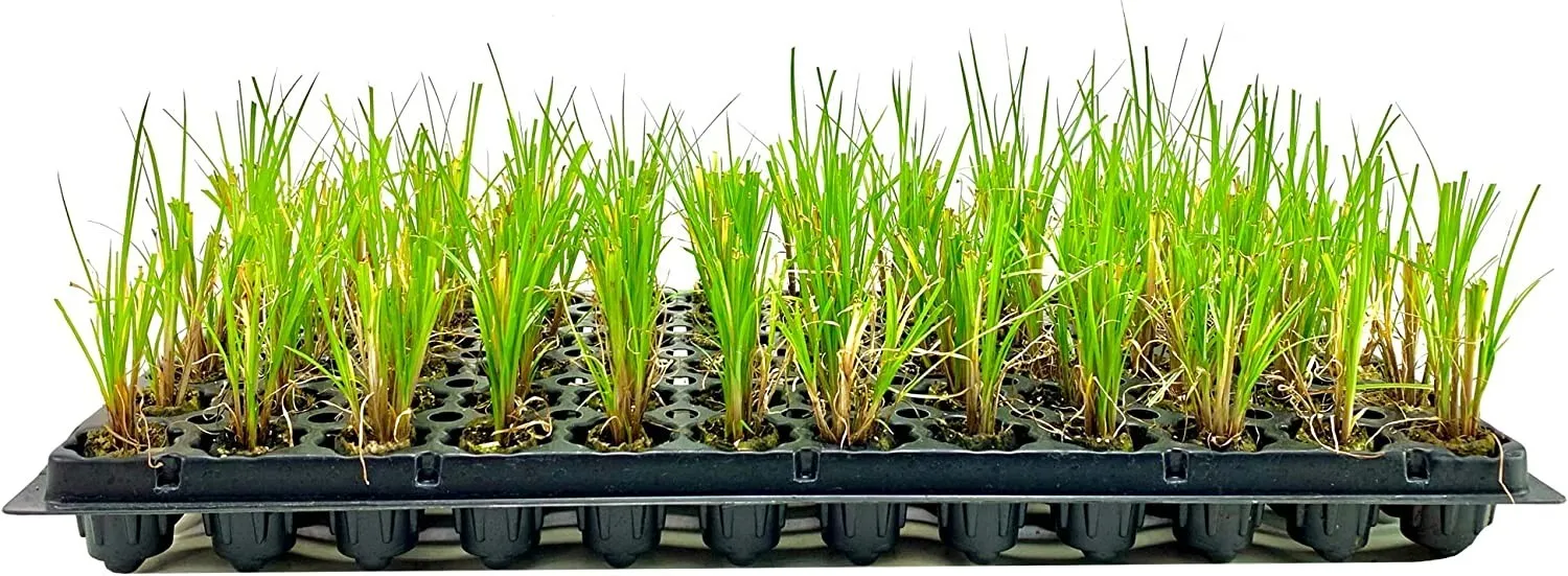 Nile Queen Papyrus Live Plants Cyperus Shade - £31.92 GBP