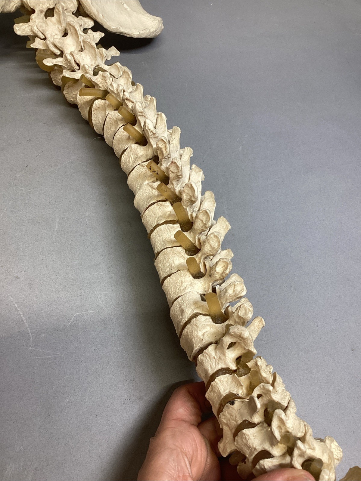 Resin Human Vertebral Column with Pelvis Skeleton Model Medical Anatomical Spine Item image 13