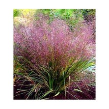 HS 50+ Eragrostis Purple Love Grass Seeds/ Perennial/ Thrives In Poor Soils - £3.67 GBP