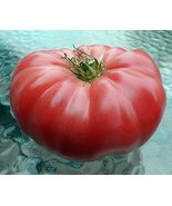 Watermelon Beefsteak Tomato 25 Seeds - Impressive! - £1.96 GBP