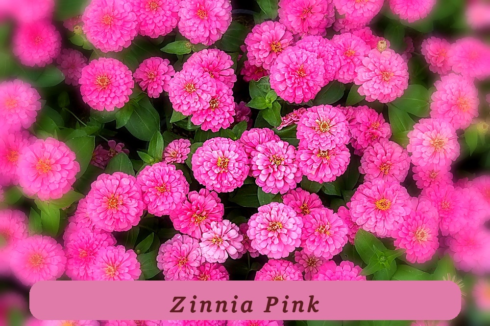 250 Luminosa Premium Seeds Pink Zinnia Elegans Flower Seeds - $4.36