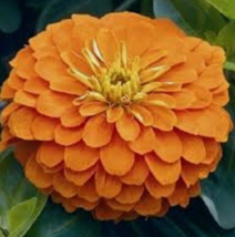 30 Pc Seeds Zinnia Yoga Orange Flower Plant, Zinnia Seeds for Planting | RK - £11.75 GBP