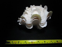 LARGE clam shell ruffled Tridacna 5 x 6 x 7&quot; aquarium decor - £69.77 GBP