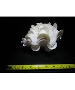 LARGE clam shell ruffled Tridacna 5 x 6 x 7&quot; aquarium decor - £71.00 GBP