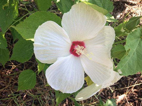 Moscheutos Honeymoon White 10 Seeds 100 Seed/Pack - Best Seller - $11.72