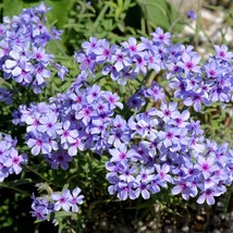 Best Seeds 20 Prairie Phlox Pilosa Mixed Colors Pink Purple White Native Flower  - £11.13 GBP