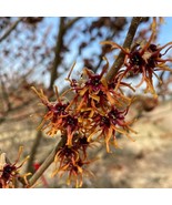 SEPTH Hamamelis X Intermedia Dishi Witch Hazel Live Plant 18 Inch Tall S... - $69.74