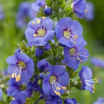 Jacobs Ladder Blue Flower Seeds Polemonium Caeruleum 50 Seeds - £10.45 GBP