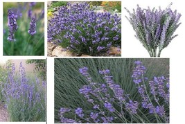 Pretty Lavender(Lavandula Angustifoliaplant That Smells Wonderfulover 25... - $8.97