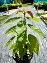 LONG NECK LIVE FRUIT TREE 12”-24” AVOCADO SEEDLING *WILSON POPENOE*  - $59.98