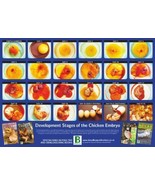 Development of the Chicken Embryo 29.5cm X 42cm A3 New Poultry Incubatio... - €6,69 EUR
