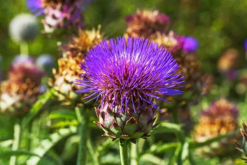 200 Cardoon Thistle Seeds for Garden Planting - $5.48