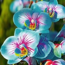 LWSTORE Blue &amp; Pink Orchids Flowers Garden Plant 25 Pure Seeds /Ts USPS Shipping - £6.56 GBP