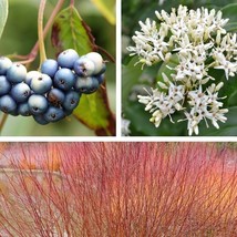 20 Silky Dogwood Shrub Cornus Amomum Syn Coerulea Swida Aka Kinnikinnik Red Will - $14.90