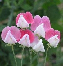 Painted Lady Sweet Pea Seeds Pkt Of 40 Garden Beautiful USA Seller - $8.98