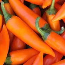 USA SELLER Bulgarian Carrot Pepper Seeds 10 Seeds Fast Shipping - £14.56 GBP