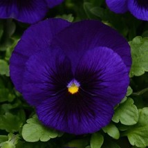 Pansy Seeds Pansy Matrix Deep Blue With Blotch 25 Seeds Extra Large Flowers - £16.37 GBP