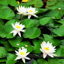1 Professional Pack, 1 seed / pack, Mini Purely White Bonsai Lotus Flower Seeds  - £2.44 GBP