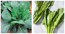 Kale Seeds Champion Collard Greens (Brassica Oleracea)Kale Vegetable 600 Seeds - £13.58 GBP