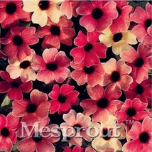 10 pcs Susan Seeds - Rose Red Flowers with Black Eye FRESH SEEDS - £5.48 GBP