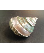 Jade Green Banded Turbo Shell, 111mm or 4 3/8&quot; Long, Iridescent and LARG... - $18.00