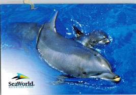 Postcard Florida SeaWorld  Mother Dolphin Swimming with Her Baby  6 x 4&quot; - £3.13 GBP