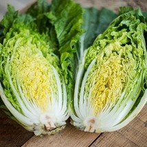 1000 Michihili Cabbage Seeds - $8.98