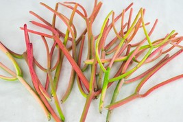 12 Amazing Healthy Fire Sticks Succulent Cuttings - Euphorbia Tirucalli - £10.99 GBP