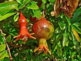 LWSTORE Punica Granatum Pomegranate Wonderful 10 Seeds USPS Shipping - £7.73 GBP