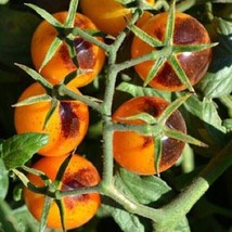 US Seller Tomato Seeds 25 Indigo Kumquat Tomato Seeds Cherry Tomato Seeds Fast S - £23.96 GBP