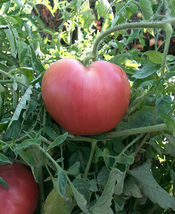 75 Ct Pink Oxheart Tomato Seeds Vegetable Garden Heirloom NON-GMO - £9.82 GBP