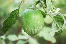 Vegetable Seeds - 50 Heirloom Seeds --Apple Green Eggplant - All Natural  - £3.90 GBP